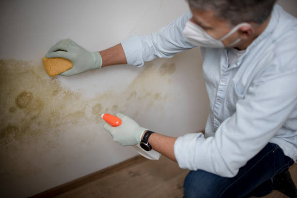 Best Black Mold Remediation in Fairlawn, OH